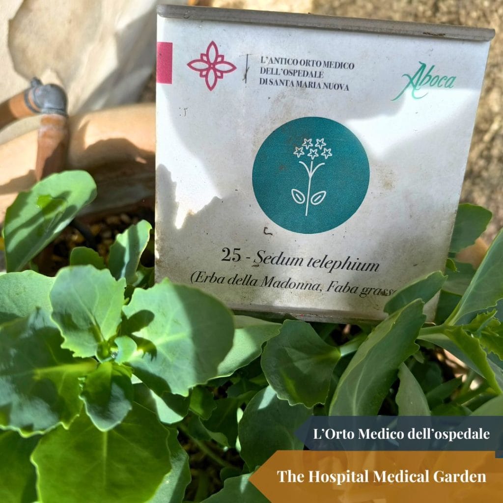 The Hospital Medical Garden