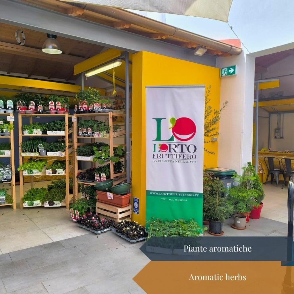 Aromatic herbs
