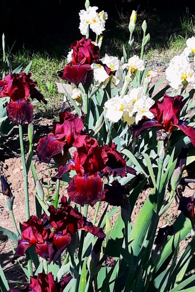 red and white Iris