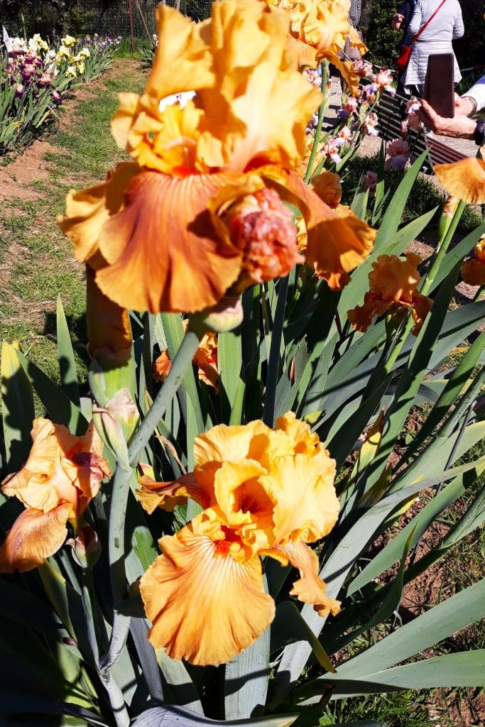 Orange Iris