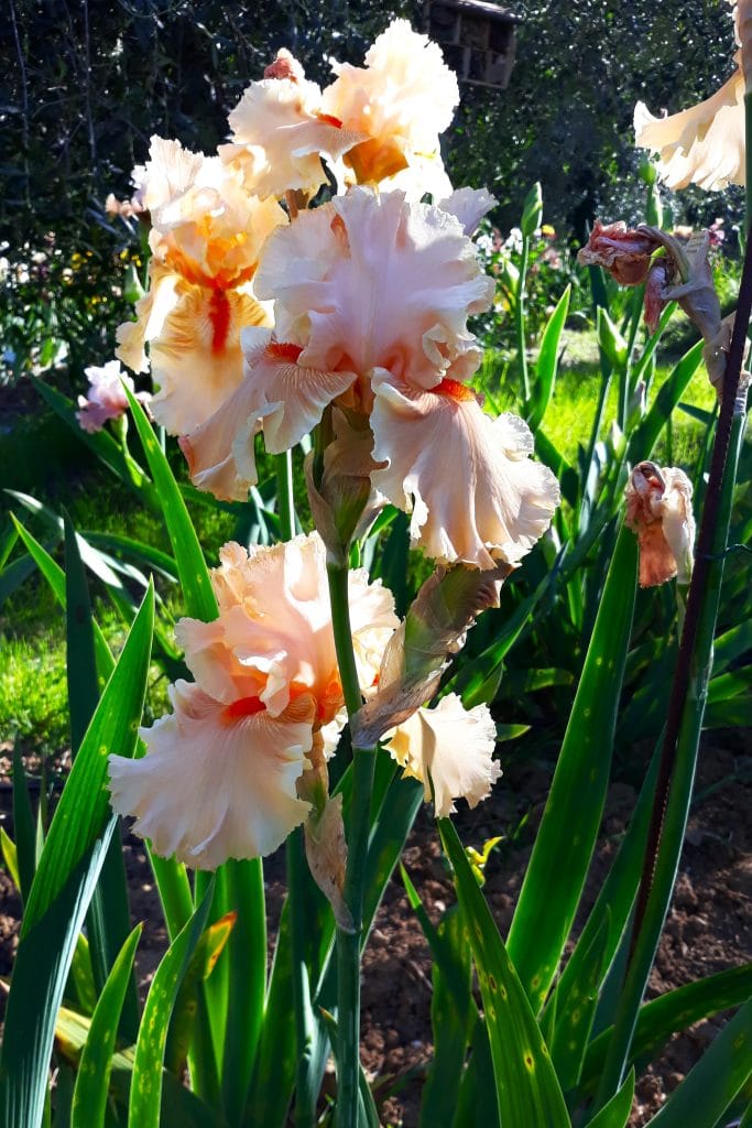 Pink Iris