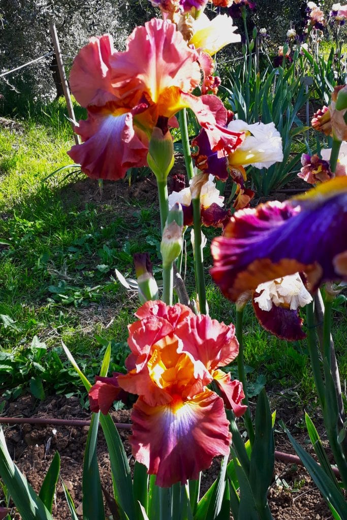 Pink and yellow Iris