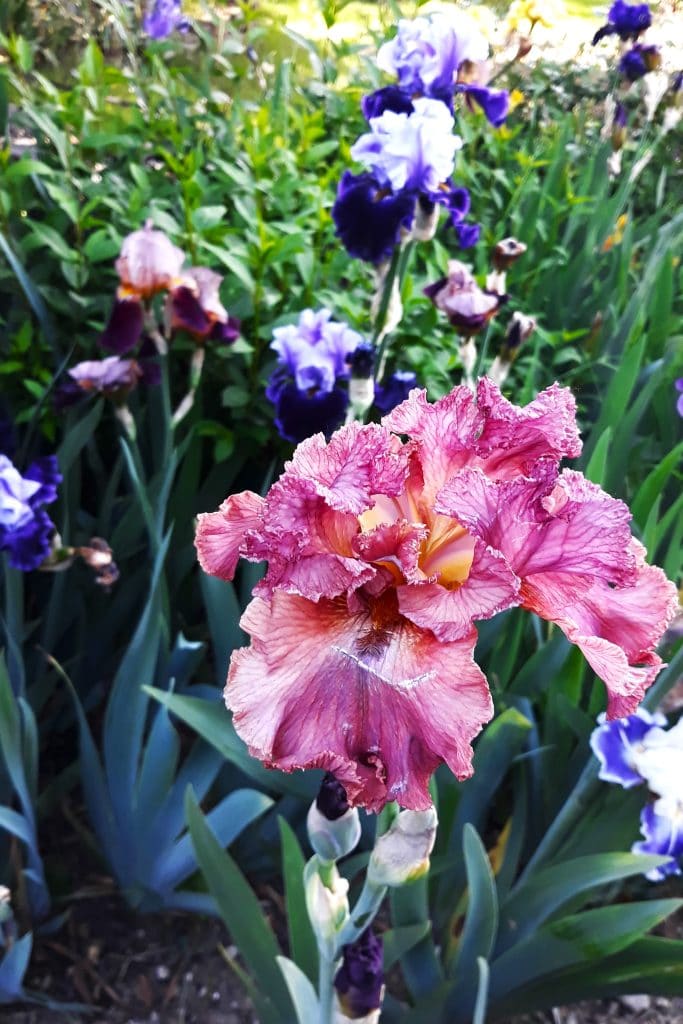 Pinkish Iris