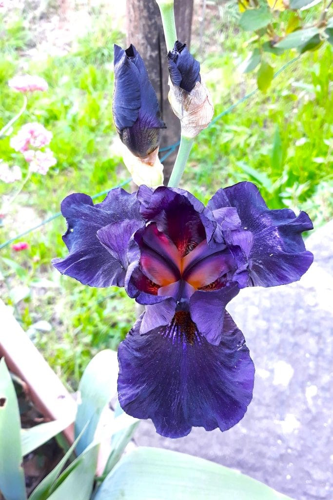 Purple Iris