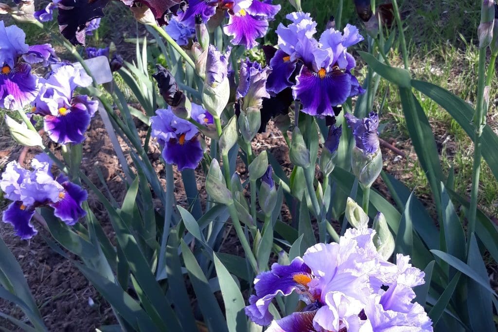 Purple Iris flowers