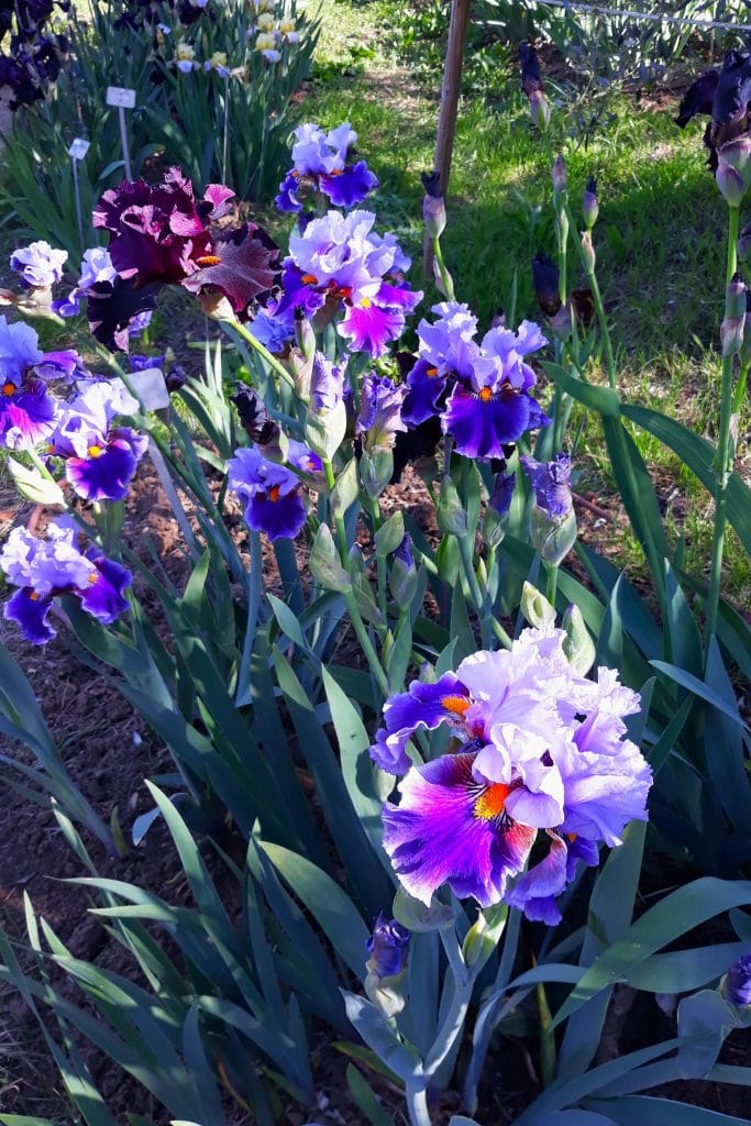 Purple and orange Iris