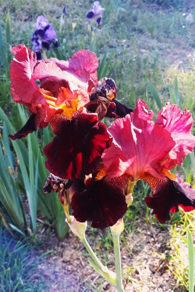 Very red Iris