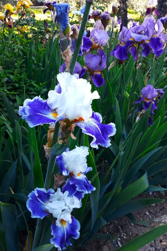 White and purple Iris